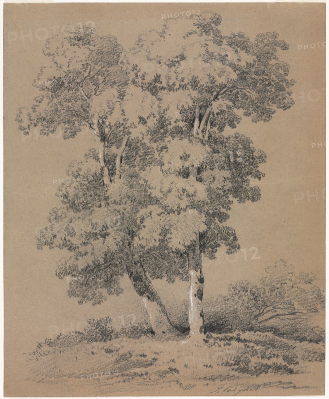Tree Study, 19th century. Jules Coignet (French, 1798-1860). Graphite with white heightening; sheet: 26.7 x 21.8 cm (10 1/2 x 8 9/16 in.); image: 26.1 x 21.1 cm (10 1/4 x 8 5/16 in.).
