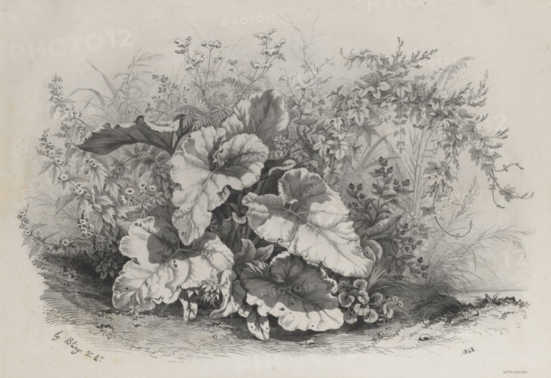Plate 1 from ?: Plant Study from Group of Various Plants Drawn and Lithographed after Nature (Groupes de Plantes varies dessinées sur Nature et lithographiées...), 1848. Eugene Bléry (French, 1805-1886). Lithograph on chine colle