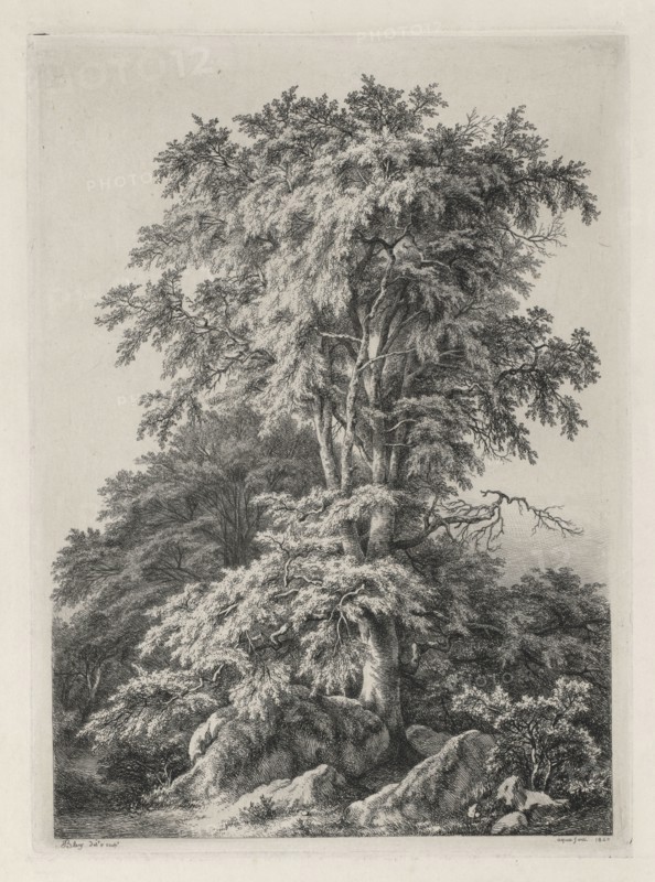 Studies Drawn and Engraved after Nature: The Beach, Fontainbleau (Études dessinées et Gravées D'après nature: Le hêtre, Fontainebleau), 1840. Eugene Bléry (French, 1805-1886). Lithograph on chine colle; sheet: 44.7 x 30.7 cm (17 5/8 x 12 1/16 in.); image: 25.9 x 18.9 cm (10 3/16 x 7 7/16 in.).