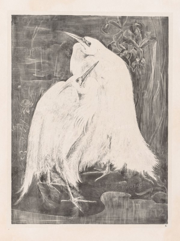 Animal Studies: Two Silver Herons, 1898. Theo van Hoytema (Dutch, 1863-1917). Embossed lithograph; sheet: 70.1 x 47.4 cm (27 5/8 x 18 11/16 in.); image: 46.3 x 36.4 cm (18 1/4 x 14 5/16 in.).