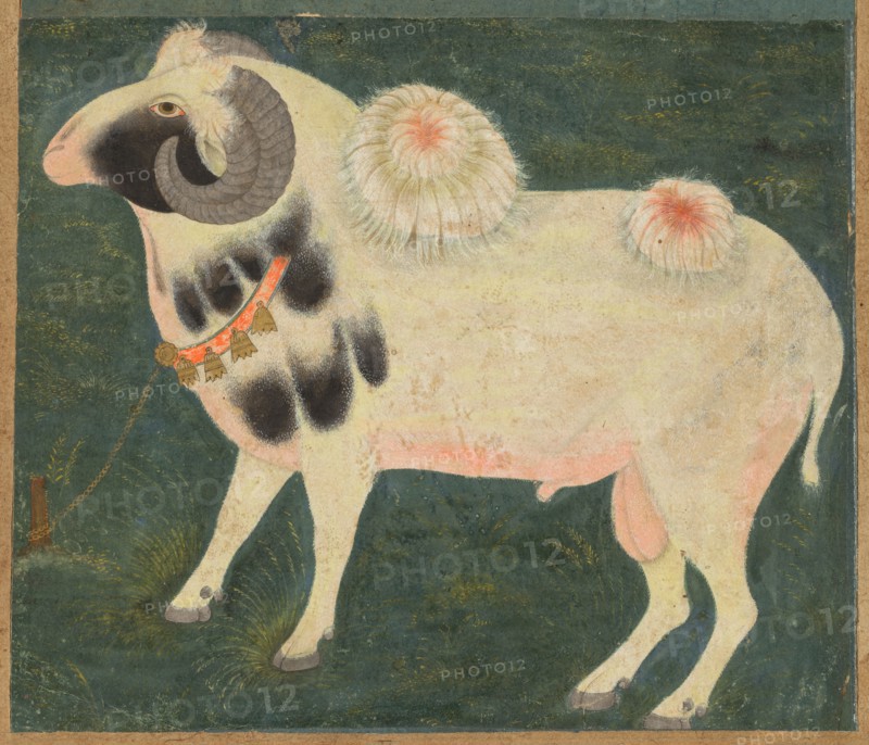 A royal ram with a gold chain, c. 1585; border added probably 1700s. India, Mughal. Opaque watercolor and gold on paper;