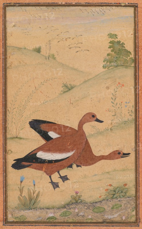 A pair of Brahminy ducks, c. 1595; borders added probably 1800s. India, Mughal, 16th century. Opaque watercolor on paper, mounted with later pink and blue borders; page: 28.3 x 19.8 cm (11 1/8 x 7 13/16 in.); painting: 8.6 x 4.5 cm (3 3/8 x 1 3/4 in.).
