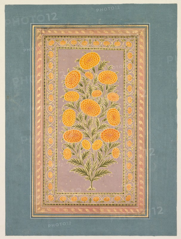 Flowering Marigold, c. 1765. Style of Hunhar II (Indian, active mid-1700s). Opaque watercolor with gold on paper, narrow border of gold foliate meander (verso); page: 33.1 x 24.9 cm (13 1/16 x 9 13/16 in.).