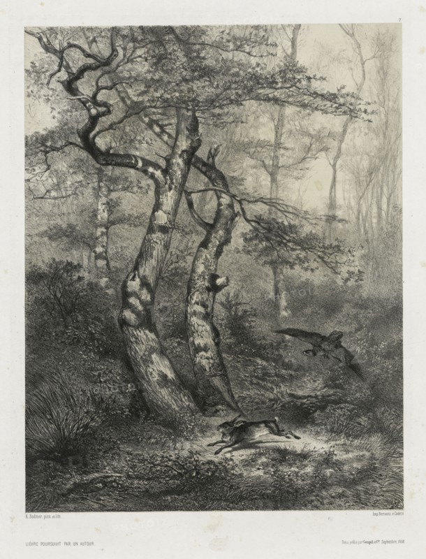 Hare Pursued by a Goshawk, 1858. Karl Bodmer (Swiss, 1809-1893), Goupil & Co., Paris. Lithograph on chine collé; sheet: 62.5 x 45 cm (24 5/8 x 17 11/16 in.); image: 39.5 x 30.5 cm (15 9/16 x 12 in.)