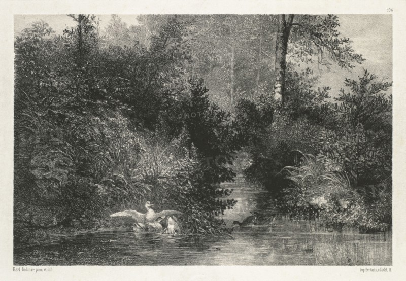Canards (Ducks) . Karl Bodmer (Swiss, 1809-1893). Lithograph on chine collé; sheet: 31.5 x 45 cm (12 3/8 x 17 11/16 in.); image: 18 x 27.2 cm (7 1/16 x 10 11/16 in.).