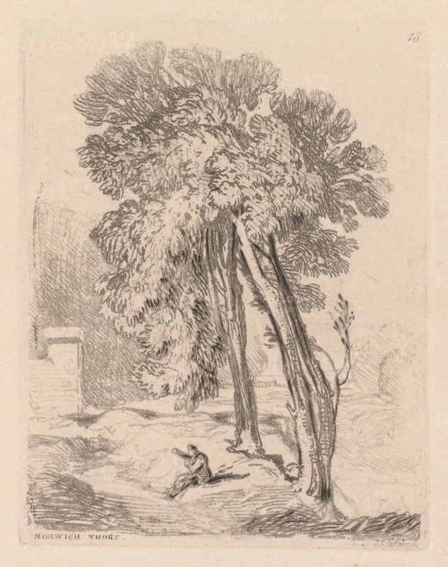 Liber Studiorum: Plate 18, Trees at Norwich Thorp, Norfolk, 1838. John Sell Cotman (British, 1782-1842). Softground etching, from a bound volume containing 48 plates; sheet: 49.6 x 32 cm (19 1/2 x 12 5/8 in.); platemark: 11 x 8.5 cm (4 5/16 x 3 3/8 in.).
