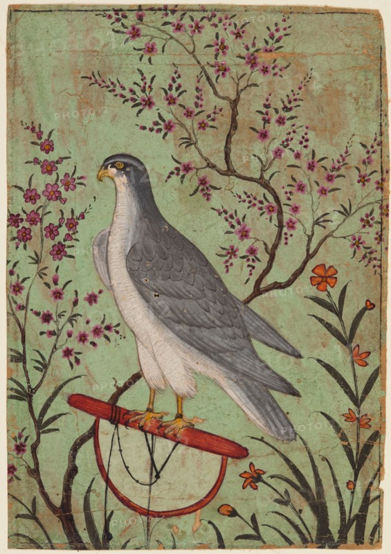 Falcon on a Perch, c. 1610. India, Rajasthan, Amber. Color on paper; miniature: 12.8 x 8.9 cm (5 1/16 x 3 1/2 in.).