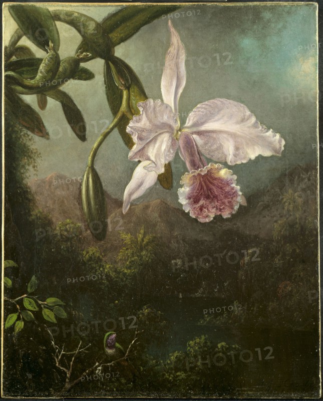 Orchid Blossoms, 1873. Martin Johnson Heade (American, 1819-1904). Oil on canvas; framed: 47.6 x 40 x 7 cm (18 3/4 x 15 3/4 x 2 3/4 in.); unframed: 38.1 x 30.6 cm (15 x 12 1/16 in.).