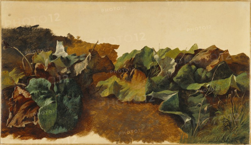 Large Butterburr Leaves and Grass; Gilles-François-Joseph Closson, Belgian, 1796 - 1842, Belgium; about 1825 - 1829