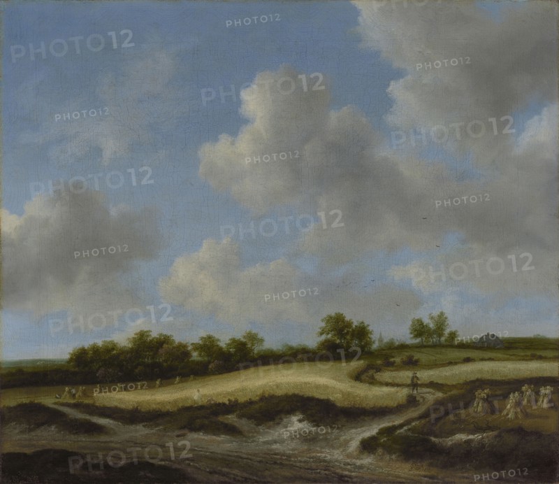 Landscape with a Wheatfield; Jacob van Ruisdael, Dutch, 1628,1629 - 1682, about late 1650s-early 1660s; Oil on canvas