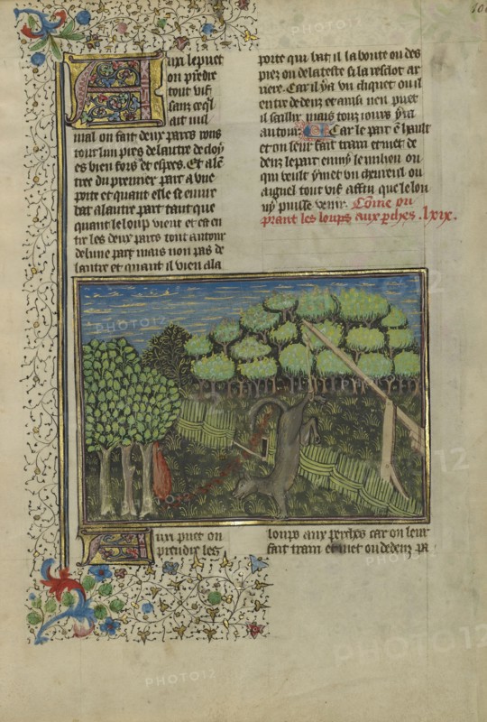 A Wolf Caught in a Foot Trap; Brittany, France; about 1430 - 1440; Tempera colors, gold paint, silver paint, and gold leaf on