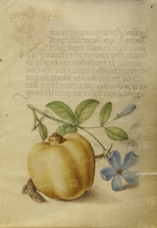 Periwinkle, Apple, and Lizard; Joris Hoefnagel, Flemish , Hungarian, 1542 - 1600, and Georg Bocskay, Hungarian, died 1575