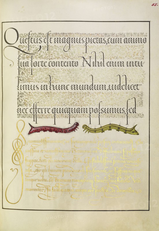 Caterpillars; Joris Hoefnagel, Flemish , Hungarian, 1542 - 1600, and Georg Bocskay, Hungarian, died 1575, Vienna, Austria