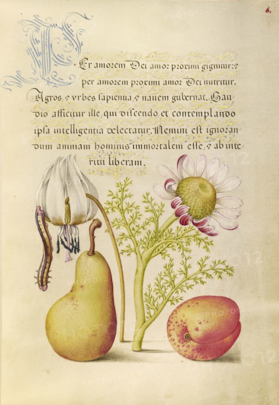 Caterpillar, Dog-Tooth Violet, Pear, and Apricot; Joris Hoefnagel, Flemish , Hungarian, 1542 - 1600, and Georg Bocskay