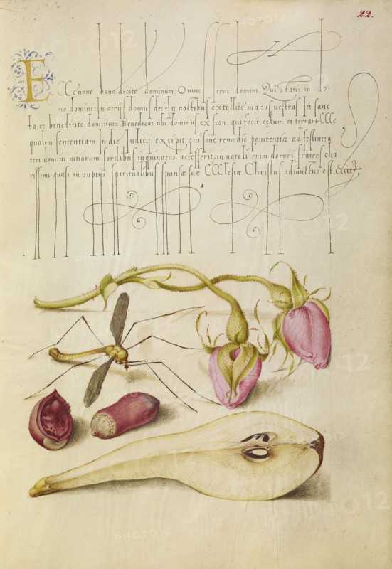 French Rose, Crane Fly, European Filbert, and Pear; Joris Hoefnagel, Flemish , Hungarian, 1542 - 1600, and Georg Bocskay