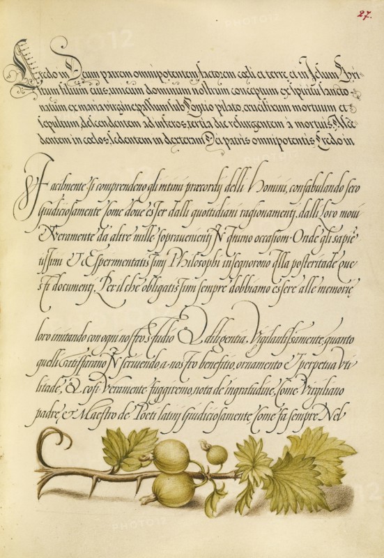 European Currant; Joris Hoefnagel, Flemish , Hungarian, 1542 - 1600, and Georg Bocskay, Hungarian, died 1575, Vienna, Austria