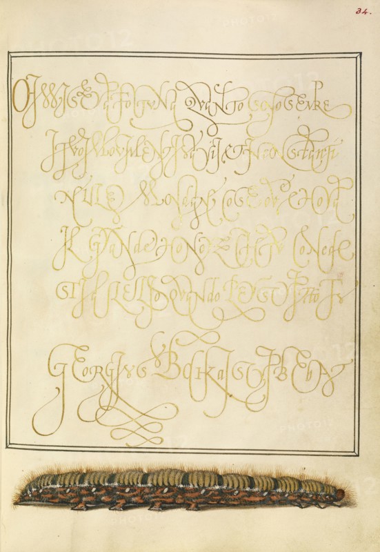 Larva of an Oak Egger Moth; Joris Hoefnagel, Flemish , Hungarian, 1542 - 1600, and Georg Bocskay, Hungarian, died 1575, Vienna