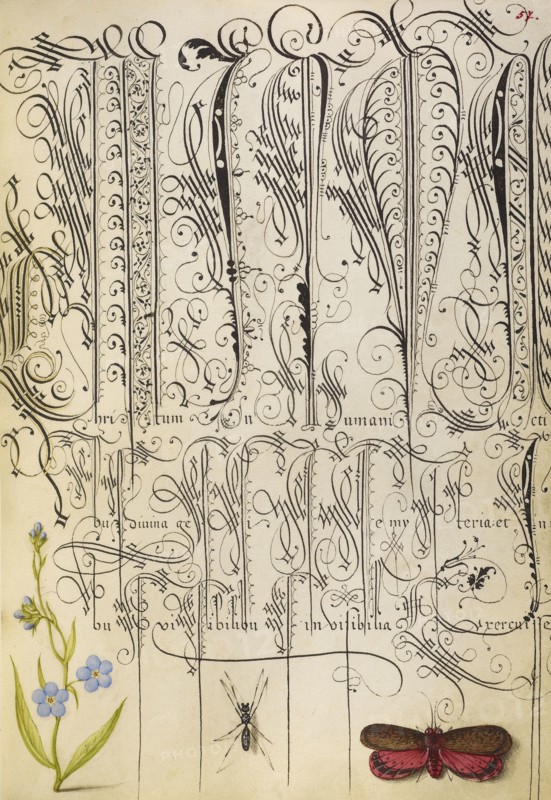 Creeping Forget-Me-Not, Insect, and Planthopper; Joris Hoefnagel, Flemish , Hungarian, 1542 - 1600, and Georg Bocskay