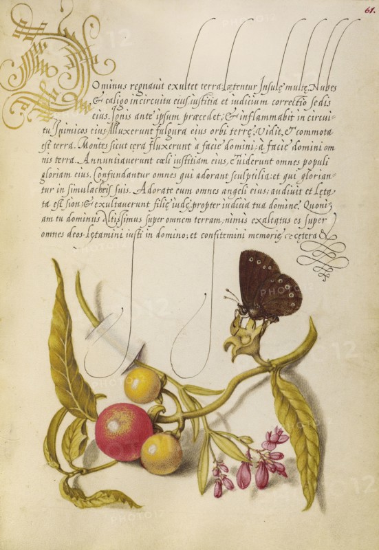 Ringlet, False Jerusalem Cherry, and Milkwort; Joris Hoefnagel, Flemish , Hungarian, 1542 - 1600, and Georg Bocskay, Hungarian