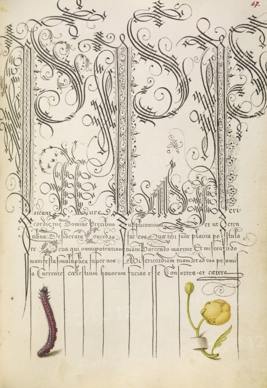 Caterpillar and Globeflower; Joris Hoefnagel, Flemish , Hungarian, 1542 - 1600, and Georg Bocskay, Hungarian, died 1575