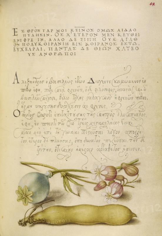 Opium Poppy, Bladder Campion, and Broad Bean; Joris Hoefnagel, Flemish , Hungarian, 1542 - 1600, and Georg Bocskay, Hungarian