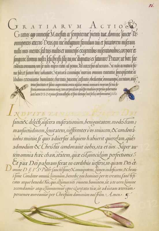 Insects and Carnation; Joris Hoefnagel, Flemish , Hungarian, 1542 - 1600, and Georg Bocskay, Hungarian, died 1575, Vienna