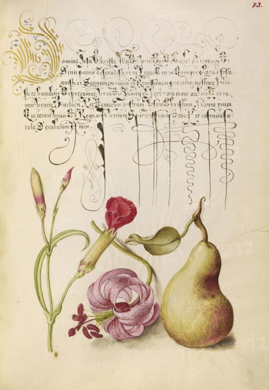 Carnation, Martagon Lily, and Pear; Joris Hoefnagel, Flemish , Hungarian, 1542 - 1600, and Georg Bocskay, Hungarian, died 1575