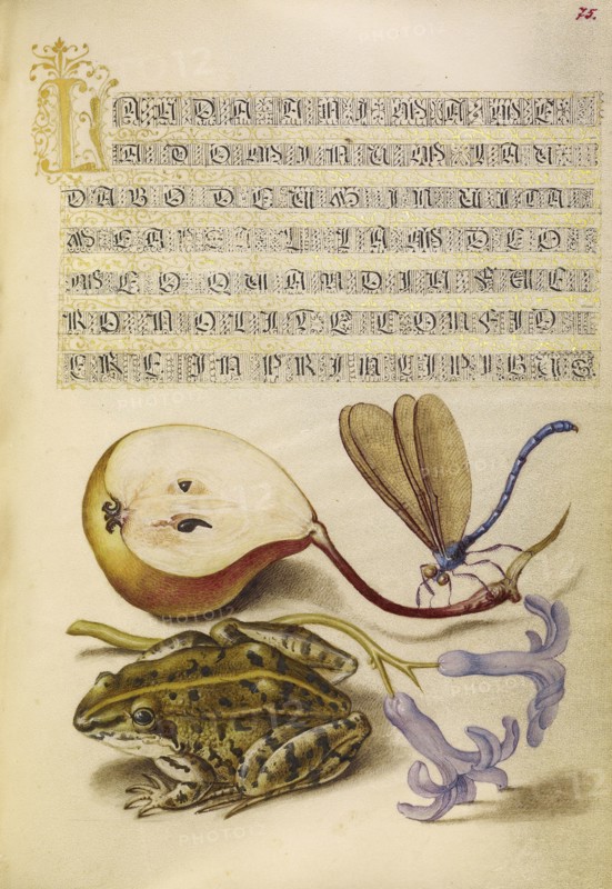 Pear, Lake Demoiselle, Moor Frog, and Hyacinth; Joris Hoefnagel, Flemish , Hungarian, 1542 - 1600, and Georg Bocskay, Hungarian