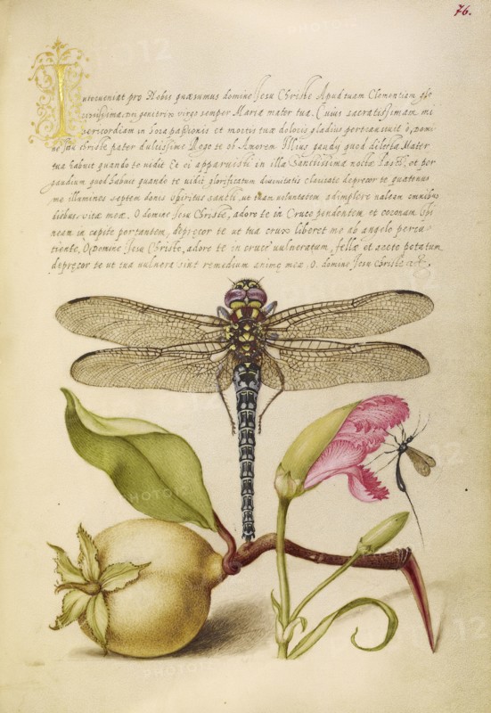 Dragonfly, Pear, Carnation, and Insect; Joris Hoefnagel, Flemish , Hungarian, 1542 - 1600, and Georg Bocskay, Hungarian, died