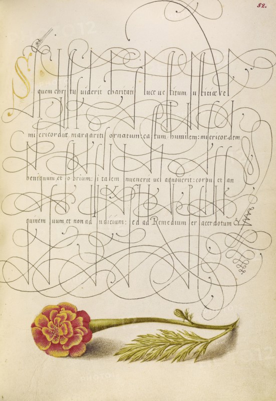 French Marigold; Joris Hoefnagel, Flemish , Hungarian, 1542 - 1600, and Georg Bocskay, Hungarian, died 1575, Vienna, Austria
