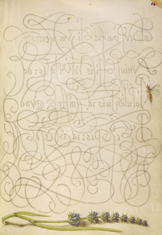 Insect and Hyssop; Joris Hoefnagel, Flemish , Hungarian, 1542 - 1600, and Georg Bocskay, Hungarian, died 1575, Vienna, Austria