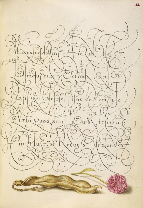 Kidney Bean and English Daisy; Joris Hoefnagel, Flemish , Hungarian, 1542 - 1600, and Georg Bocskay, Hungarian, died 1575