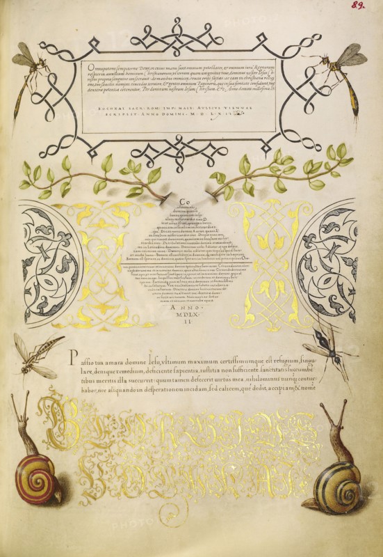 Insects, Basil Thyme, and Land Snails; Joris Hoefnagel, Flemish , Hungarian, 1542 - 1600, and Georg Bocskay, Hungarian, died