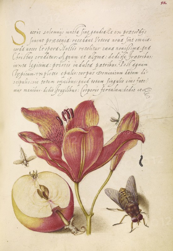 Insects, Orange Lily, Caterpillar, Apple, and Horse Fly; Joris Hoefnagel, Flemish , Hungarian, 1542 - 1600, and Georg Bocskay