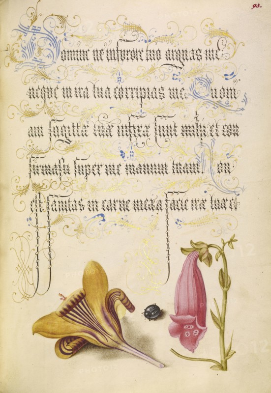 Cloth-of-Gold Crocus, Beetle, and Foxglove; Joris Hoefnagel, Flemish , Hungarian, 1542 - 1600, and Georg Bocskay, Hungarian