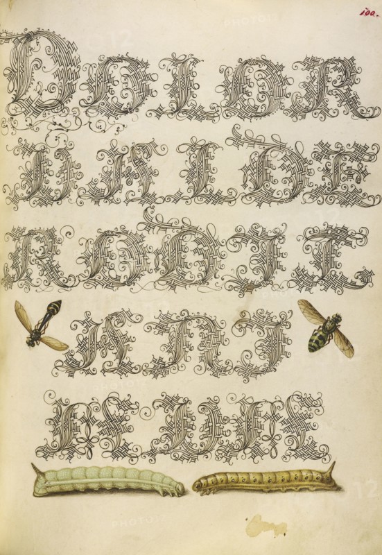 Potter Wasp, Hover Fly, and Caterpillars; Joris Hoefnagel, Flemish , Hungarian, 1542 - 1600, and Georg Bocskay, Hungarian