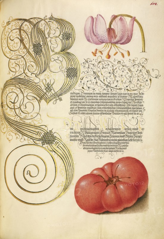 Martagon Lily and Tomato; Joris Hoefnagel, Flemish , Hungarian, 1542 - 1600, and Georg Bocskay, Hungarian, died 1575, Vienna