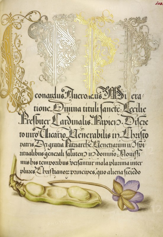 Broad Bean and Liverleaf; Joris Hoefnagel, Flemish , Hungarian, 1542 - 1600, and Georg Bocskay, Hungarian, died 1575, Vienna