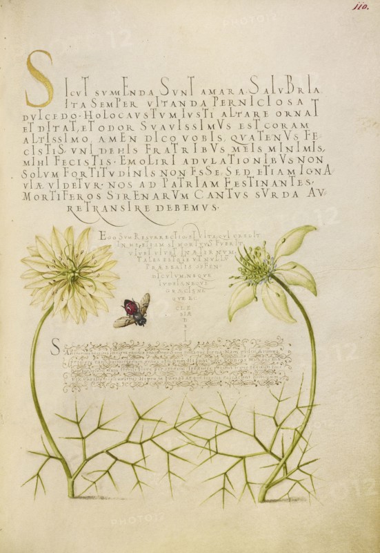 Black Cumins and Insect; Joris Hoefnagel, Flemish , Hungarian, 1542 - 1600, and Georg Bocskay, Hungarian, died 1575, Vienna