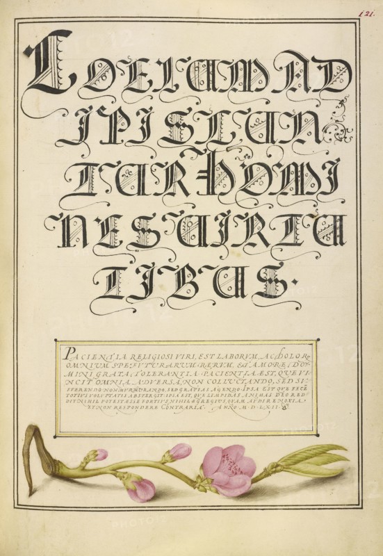 Almond in Flower; Joris Hoefnagel, Flemish , Hungarian, 1542 - 1600, and Georg Bocskay, Hungarian, died 1575, Vienna, Austria