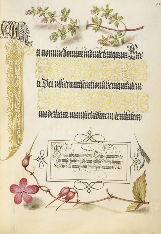 Basil Thyme, Insect, and Herb Robert; Joris Hoefnagel, Flemish , Hungarian, 1542 - 1600, and Georg Bocskay, Hungarian