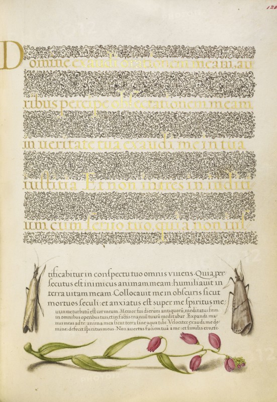 Grass Moths and Milkwort; Joris Hoefnagel, Flemish , Hungarian, 1542 - 1600, and Georg Bocskay, Hungarian, died 1575, Vienna