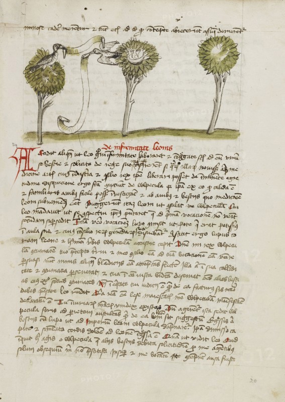A Goshawk in a Tree and a Nightingale Flying Away from its Nest; Trier, probably, Germany; third quarter of 15th century; Pen