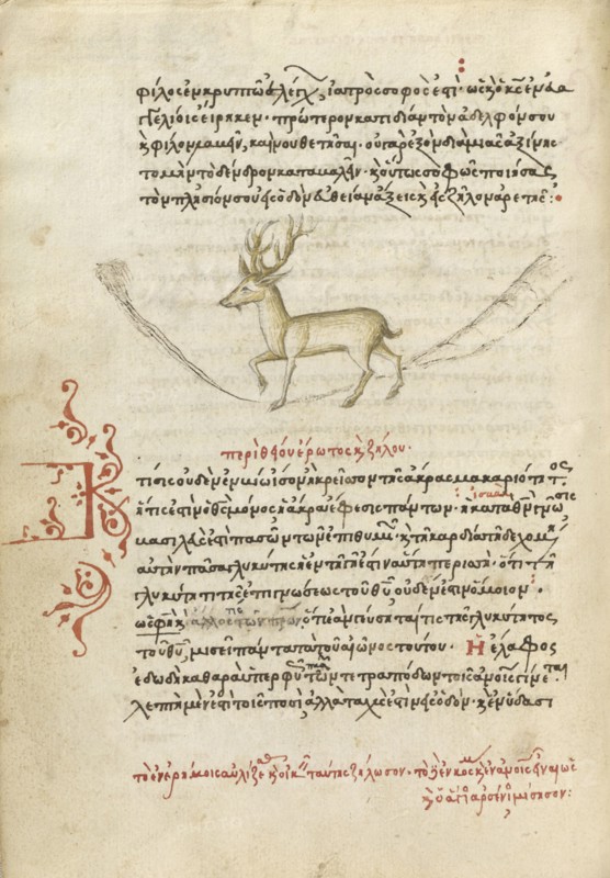 A Stag; Crete, Greece; 1510 - 1520; Pen and red lead and iron gall inks, watercolors, tempera colors, and gold paint on paper