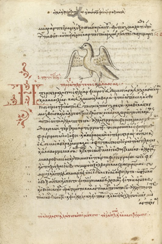 A Dove; Crete, Greece; 1510 - 1520; Pen and red lead and iron gall inks, watercolors, tempera colors, and gold paint on paper