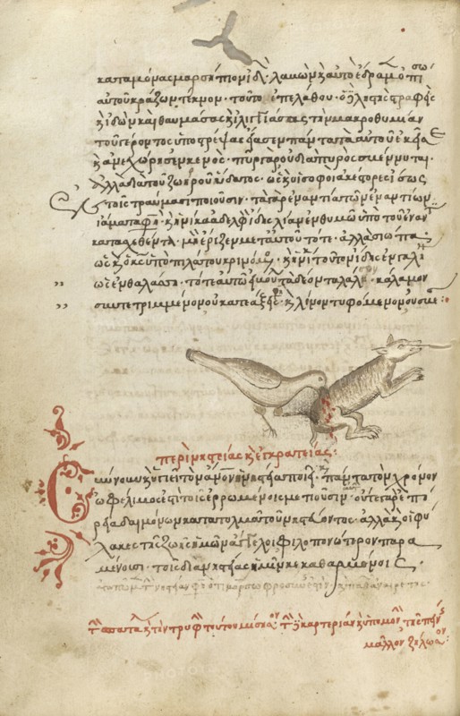 A Bird Pecking at an Animal; Crete, Greece; 1510 - 1520; Pen and red lead and iron gall inks, watercolors, tempera colors