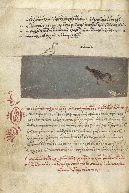 A Bird and a Bird Catching a Fish; Crete, Greece; 1510 - 1520; Pen and red lead and iron gall inks, watercolors, tempera colors