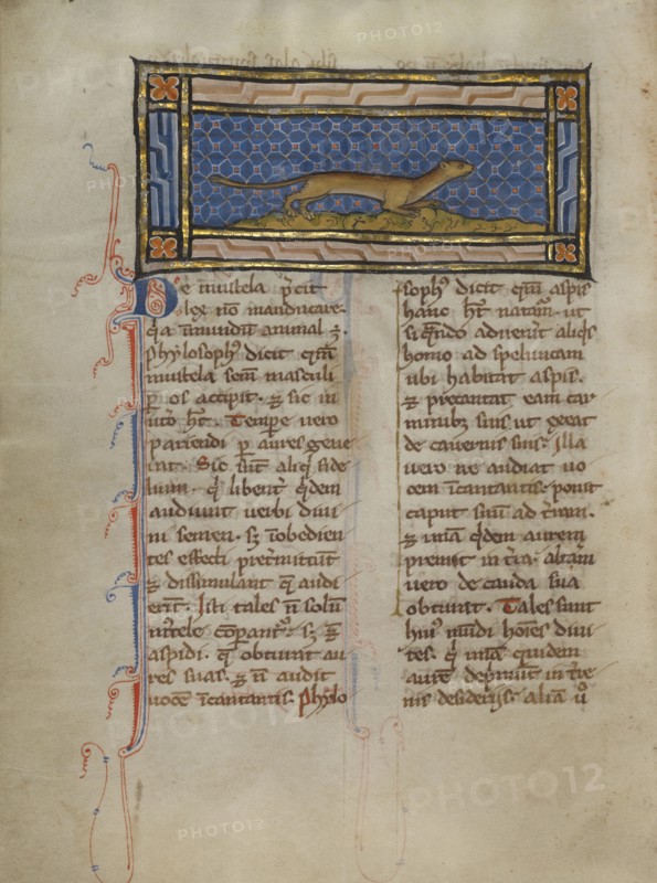 A Weasel; Thérouanne ?, France, formerly Flanders, Europe; about 1270; Tempera colors, gold leaf, and ink on parchment; Leaf
