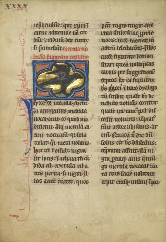 A Blackbird; Thérouanne ?, France, formerly Flanders, fourth quarter of 13th century, after 1277, Tempera colors, pen and ink