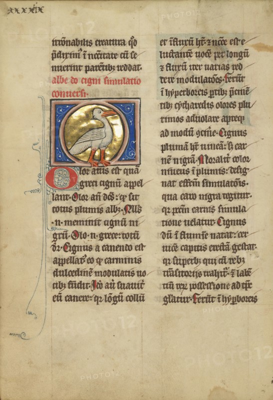 A Swan; Thérouanne ?, France, formerly Flanders, fourth quarter of 13th century, after 1277, Tempera colors, pen and ink, gold